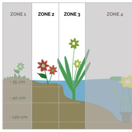 6x Bloeiende Vijverplanten Mix – Zone 2 & 3 – Onderhoudsvriendelijk - ⌀9 cm - ↕05-20 cm 4