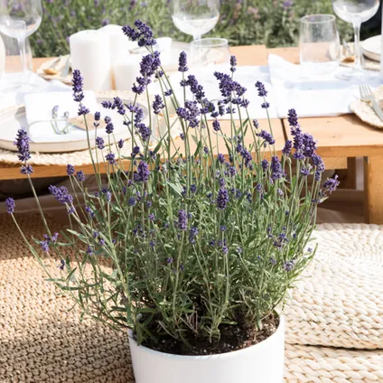 6x Lavandula angustifolia 'Ardèche Blue' – Lavendel – Heester – Winterhard – ⌀10,5 cm - ↕10-15 cm 5
