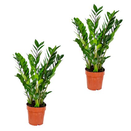 Emerald Palm per 2 stuks - Zamioculcas - Kamerplant in kwekerspot ⌀17 cm - ↕60 cm