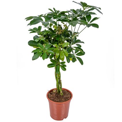 Schefflera 'Arboricola' - Plante à doigts chaque - Plante d'intérieur en pot de culture ⌀19 cm - ↕70-80 cm