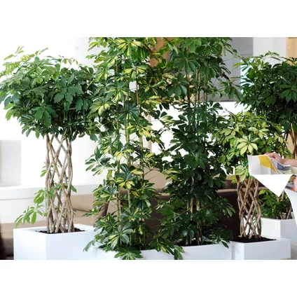 Schefflera 'Arboricola' - Plante à doigts chaque - Plante d'intérieur en pot de culture ⌀19 cm - ↕70-80 cm 2