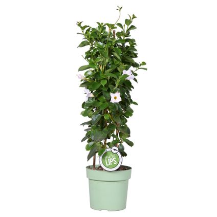 Mandevilla Sundaville - Chileense Jasmijn - Klimplant - Wit - ⌀19 cm - ↕65-75 cm