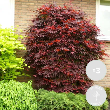 3x Acer palmatum 'Atropurpureum' - Érable du Japon - Arbuste - Rustique – ⌀13 cm - ↕25-35 cm 2