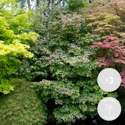 3x Érable du Japon Mix – Acer Atropurpureum, Going Green, Orange Dream – Arbuste – ⌀13cm– ⌀25-35cm 2