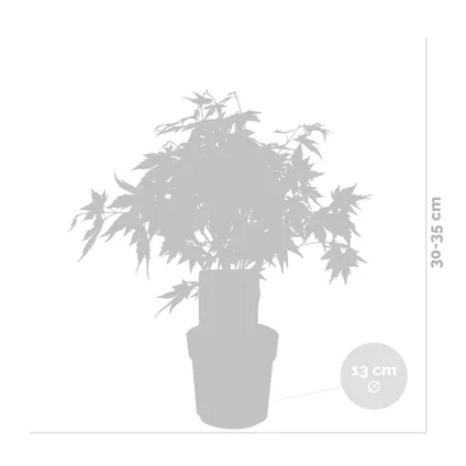 3x Érable du Japon Mix – Acer Atropurpureum, Going Green, Orange Dream – Arbuste – ⌀13cm– ⌀25-35cm 3