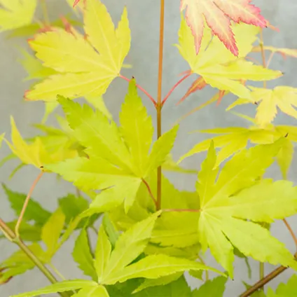 3x Érable du Japon Mix – Acer Atropurpureum, Going Green, Orange Dream – Arbuste – ⌀13cm– ⌀25-35cm 4