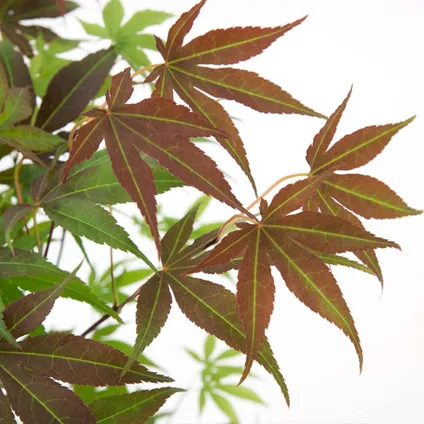3x Érable du Japon Mix – Acer Atropurpureum, Going Green, Orange Dream – Arbuste – ⌀13cm– ⌀25-35cm 6