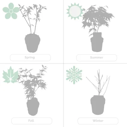 3x Érable du Japon Mix – Acer Atropurpureum, Going Green, Orange Dream – Arbuste – ⌀13cm– ⌀25-35cm 7