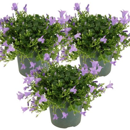 3x Campanula 'Ambella Lavender'- Klokjesbloem - ⌀10,5 cm - ↕15-20 cm