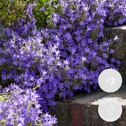 3x Campanula 'Ambella Lavender'- Klokjesbloem - ⌀10,5 cm - ↕15-20 cm 2