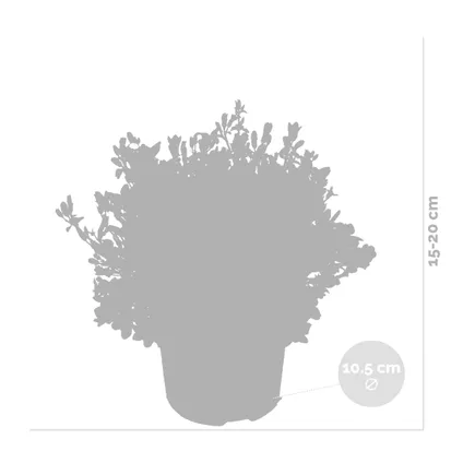 3x Campanula 'Ambella Lavender'- Klokjesbloem - Bodembedekker - Winterhard - ⌀10,5 cm - ↕15-20 cm 3