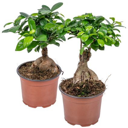 Ficus 'Ginseng' - Bonsai lot de 2 - Plante d'intérieur et pot de culture ⌀12 cm - ↕35 cm