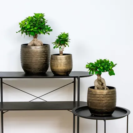 Ficus 'Ginseng' - Bonsaiboom 2x - Pot 12 cm - Hoogte 35 cm 2