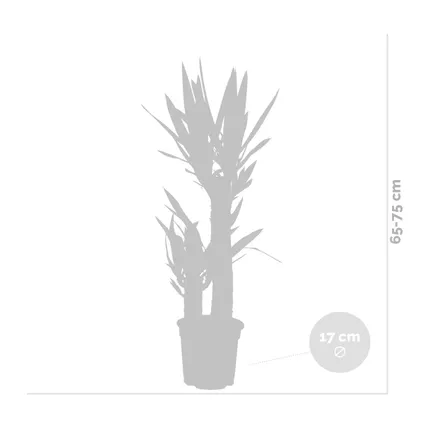 Yucca 'Elephantipes' 2 tigres - Lys palmier par pièce - Plante d'intérieur et pot de pépinière ⌀17 cm - ↕60-70 cm 3