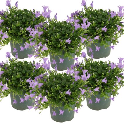 6x Campanula 'Ambella Lavender'- Klokjesbloem - Bodembedekker - Winterhard - ⌀10,5 cm - ↕15-20 cm