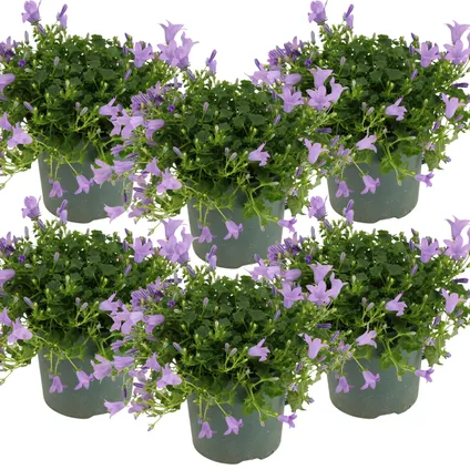 6x Campanula 'Ambella Lavender'- Klokjesbloem - ⌀10,5 cm - ↕15-20 cm