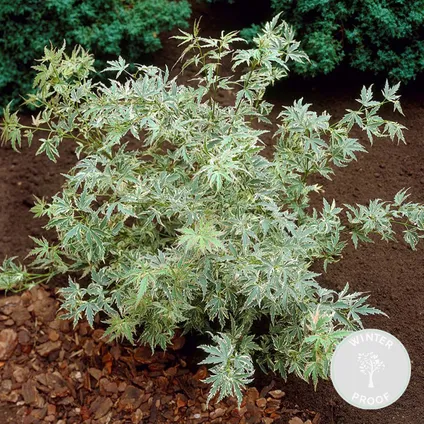 Acer palmatum 'Butterfly' – Érable du Japon – Arbuste – Rustique – ⌀10,5 cm - ↕25-30 cm 2