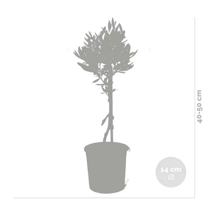 2x Olea europaea - Olijfboom op stam - ⌀14 cm - ↕40-50 cm 3