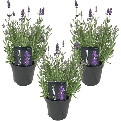3x Lavandula angustifolia 'Ardèche' - Lavendel - ⌀12 cm - ↕20-25 cm