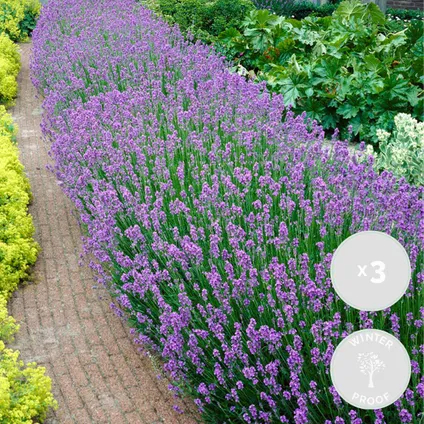 3x Lavandula angustifolia 'Ardèche' - Lavendel - ⌀12 cm - ↕20-25 cm 2