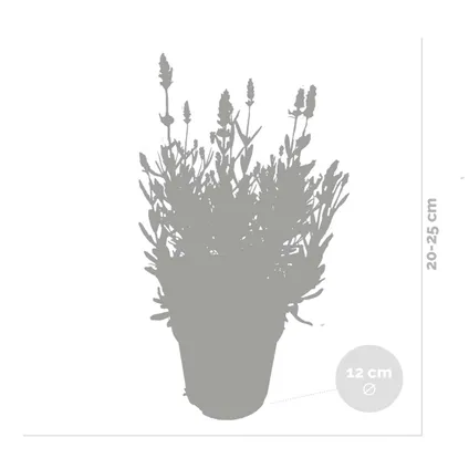 3x Lavandula angustifolia 'Ardèche' - Lavendel - Heester - Winterhard - ⌀12 cm - ↕20-25 cm 3