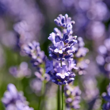 3x Lavandula angustifolia 'Ardèche' - Lavendel - Heester - Winterhard - ⌀12 cm - ↕20-25 cm 4