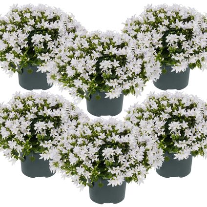 6x Campanula 'Ambella White'- Klokjesbloem - Bodembedekker - Winterhard - ⌀10,5 cm - ↕10-15 cm