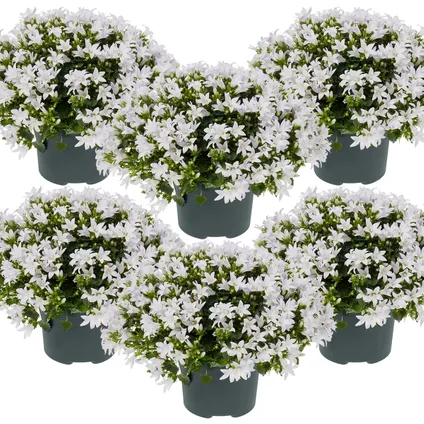 6x Campanula 'Ambella White' - Klokjesbloem -⌀10,5 cm - ↕10-15 cm