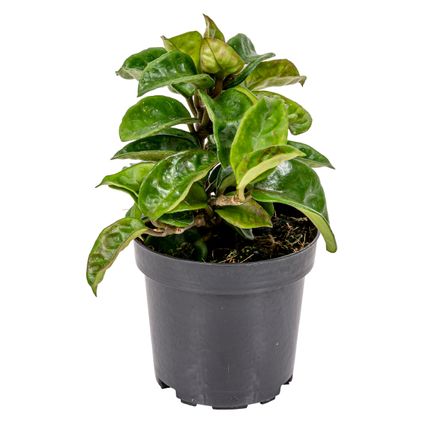 Hoya 'Krinkle' per stuk | Kamerplant in kwekerspot ⌀10 cm - ↕15 cm