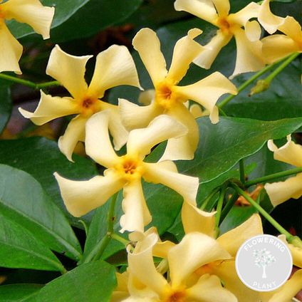 Trachelospermum 'Star of Toscana' – Jasmin de Toscane jaune – Plante grimante - ⌀15 cm - ↕60-70 cm
