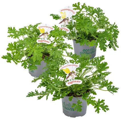 3x Pelargonium Graveolens – Citroengeranium – Anti-muggen - Geurend - ⌀10,5 cm - ↕15-20 cm