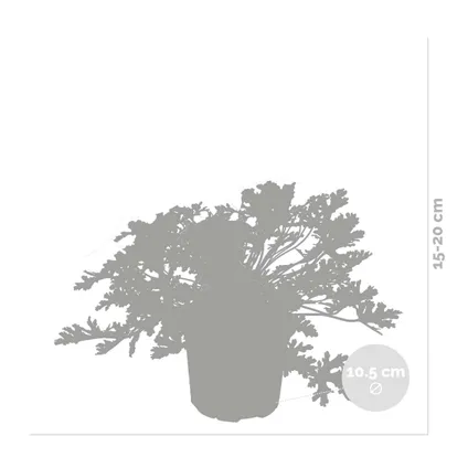 3x Pelargonium Graveolens – Citroengeranium – ⌀10,5 cm - ↕15-20 cm 3