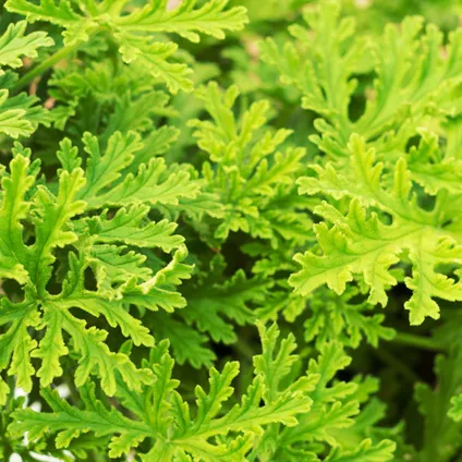 3x Pelargonium Graveolens – Citroengeranium – Anti-muggen - Geurend - ⌀10,5 cm - ↕15-20 cm 4