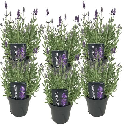 6x Lavandula angustifolia 'Ardèche' - Lavendel - Heester - Winterhard - ⌀12 cm - ↕20-25 cm