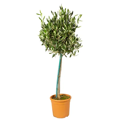 Olea Europaea– Olijfboom op stam – Boom – Winterhard - ⌀19 cm - ↕80-90 cm