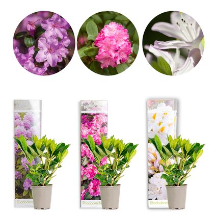 3x Rhododendron Mix – Rhododendron – Struik – Groenblijvend – ⌀09 cm - ↕15-20 cm