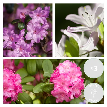 3x Rhododendron Mix – Rhododendron – ⌀09 cm - ↕15-20 cm 2
