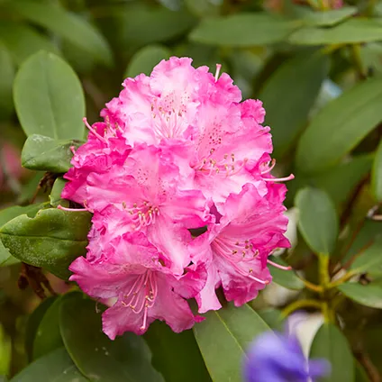 3x Rhododendron Mix – Rhododendron – ⌀09 cm - ↕15-20 cm 5