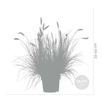 Pennisetum 'Hameln' – Lampenpoetsersgras – Siergras – Onderhoudsvriendelijk - ⌀ 19 cm - ↕35-45 cm 3