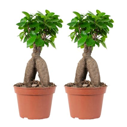2x Ficus microcarpa 'Ginseng' – Bonsai – Kamerplant – ⌀15 cm - ↕25-35 cm