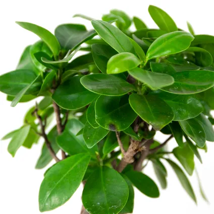 2x Ficus microcarpa 'Ginseng' – Bonsai – Kamerplant – ⌀15 cm - ↕25-35 cm 3