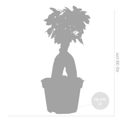 2x Ficus microcarpa 'Ginseng' – Bonsai – Kamerplant – ⌀15 cm - ↕25-35 cm 5