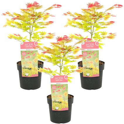 3x Acer shirasawanum 'Moonrise' - Japanse Esdoorn - ⌀13 cm - ↕30-35 cm