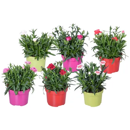 6x Dianthus mix – Anjer - Eénjarige plant - Kleurenmix - ⌀10.5 cm - ↕10-15 cm 2