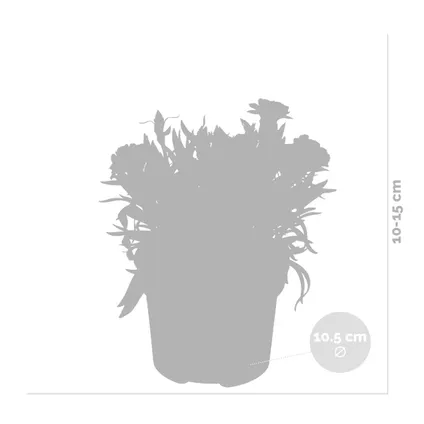 6x Dianthus mix – Anjer - Eénjarige plant - Kleurenmix - ⌀10.5 cm - ↕10-15 cm 4