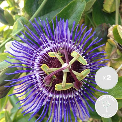 2x Passiflora Purple Haze – Passiebloem – ⌀15 cm - ↕60-70 cm