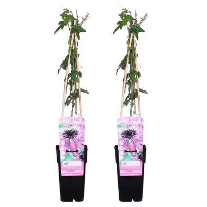 2x Passiflora Purple Haze – Passiebloem – ⌀15 cm - ↕60-70 cm 2