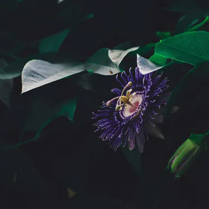 2x Passiflora Purple Haze – Passiebloem – ⌀15 cm - ↕60-70 cm 3