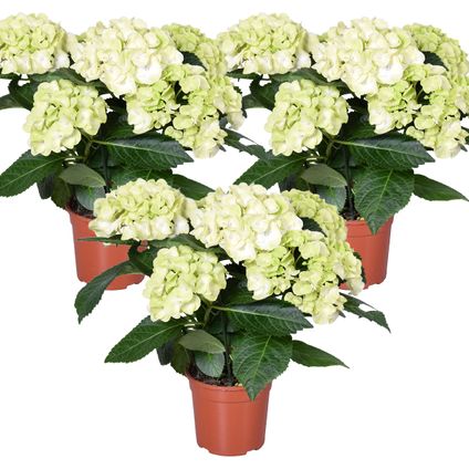 3x Hydrangea macrophylla 'Schneeball' - Hortensia - Arbuste - Rustique – ⌀14 cm - ↕30-40 cm