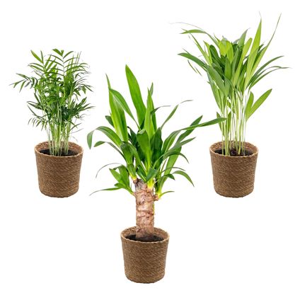 3x Tropische Palmen Mix Incl. Zeegras Mand – Onderhoudsvriendelijk - ⌀12 cm - ↕20-45 cm